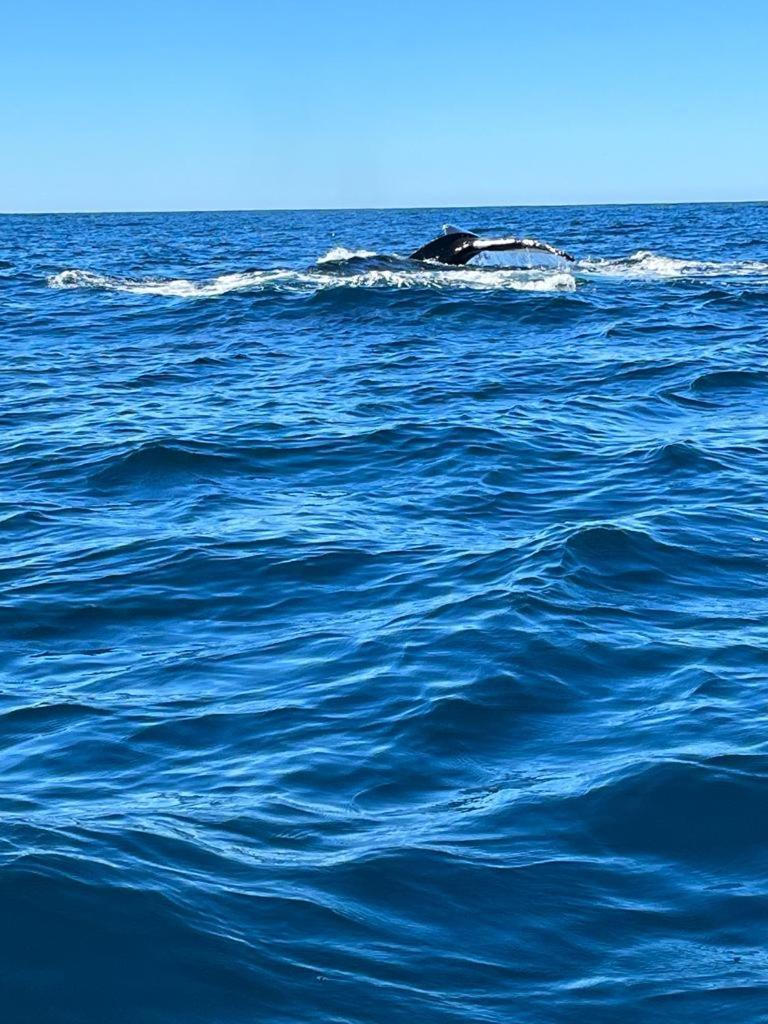 Hotel- Whale Tours And Sport Fishing Vista Mag-Bay Puerto San Carlos Kültér fotó